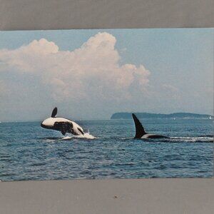 Vintage Postcard - Killer Whales Vancouver Island - Wright Everytime